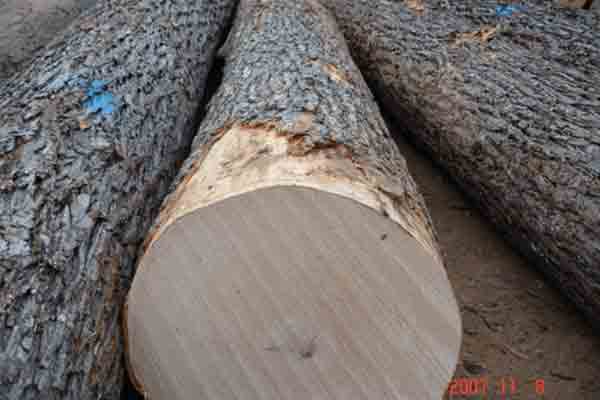 skateboard maple wood